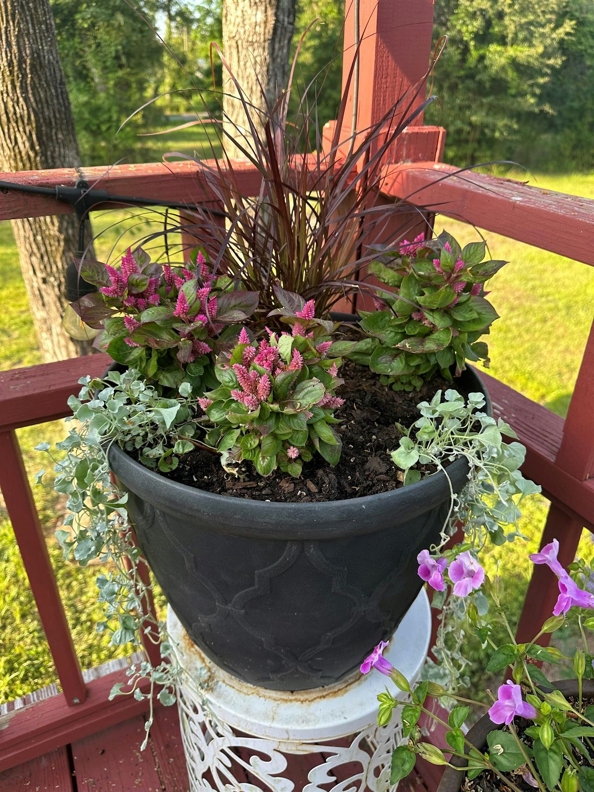 8-9-2025  Container Gardening, Fruits and Vegetables, and Ornamentals, 9 August | Event in Zephyrhills | AllEvents