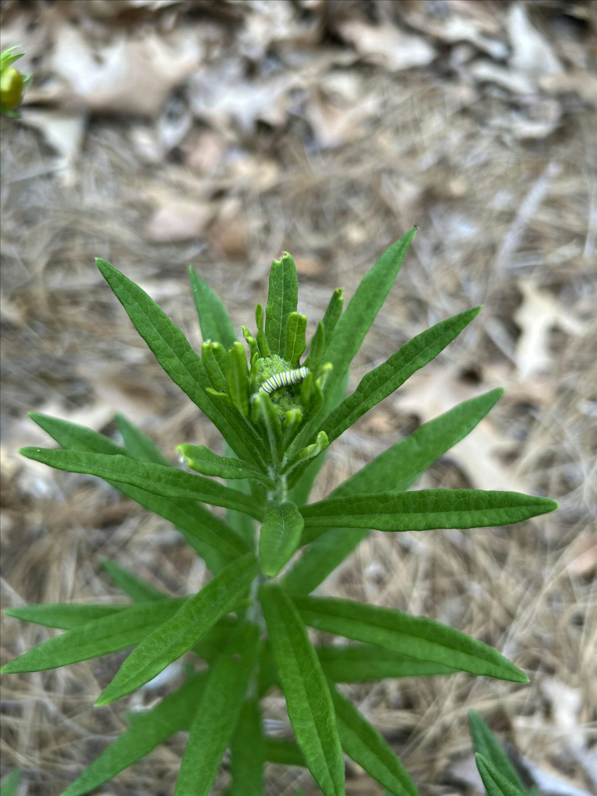 Free Saturday Seminar: Host Plants for Happy Pollinators, 21 June | Event in Memphis | AllEvents