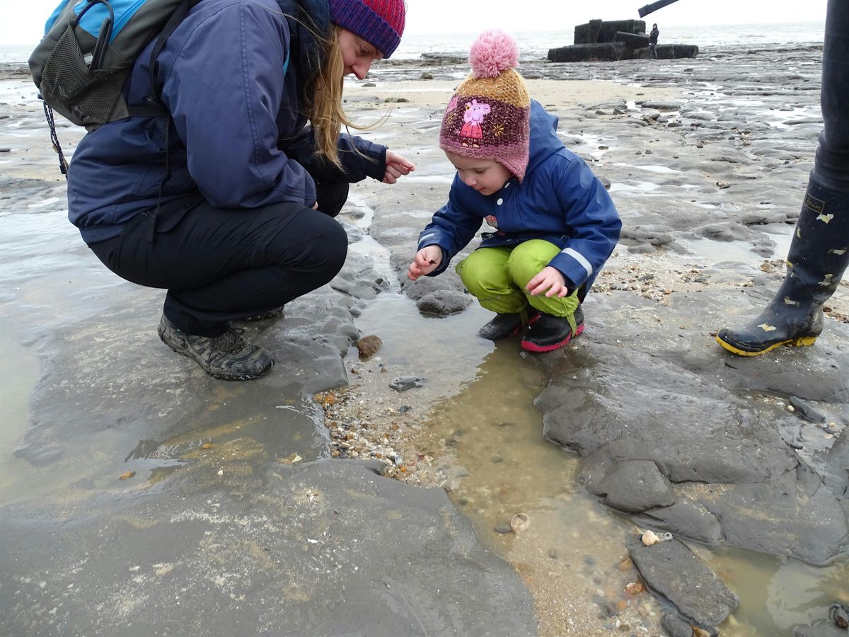 Naze Family Fossil Discovery, 28 October | Event in Harwich | AllEvents
