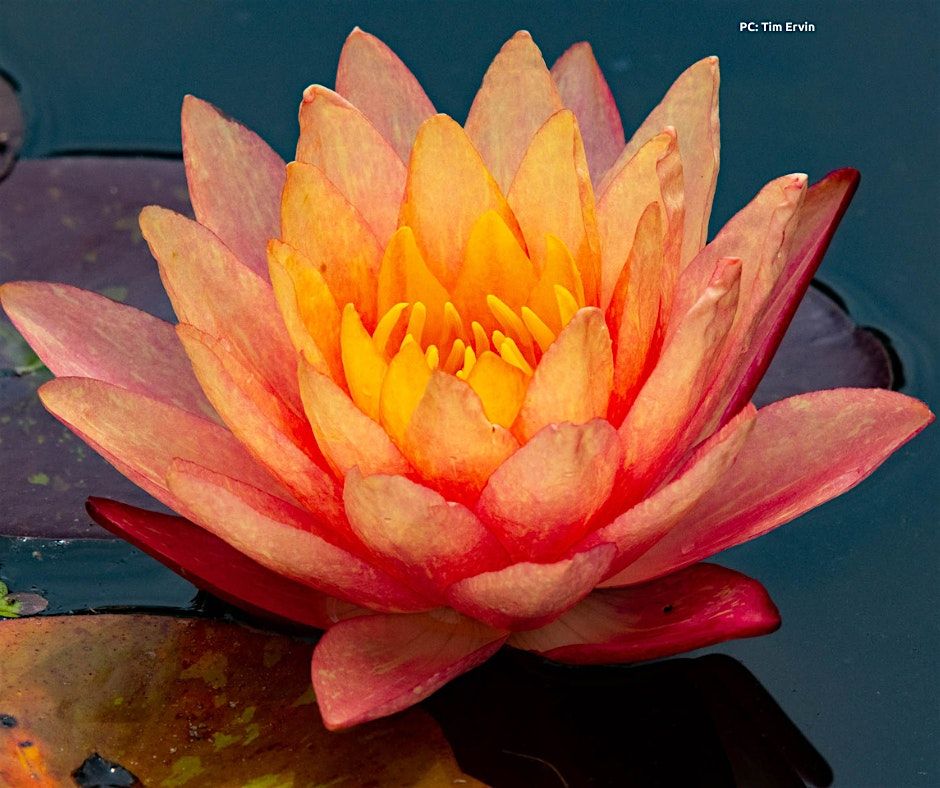 Somatic Practices and Healing w/ Third Bloom Consulting 10/5 at 2:00pm, 5 October | Event in Washington | AllEvents