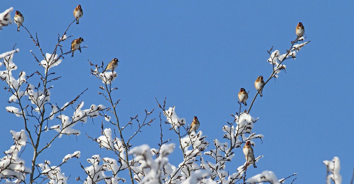 Winter wander around Redbournbury and the Ver, 14 December | Event in St Albans | AllEvents