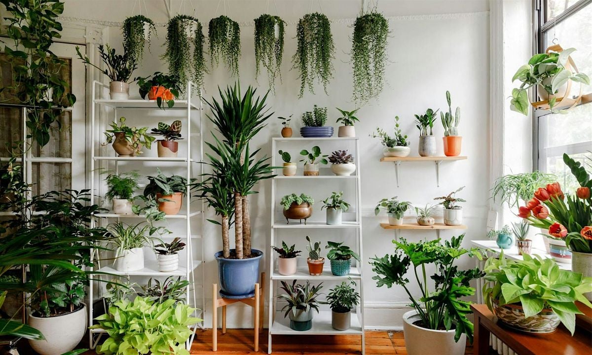 Houseplants 101-The Basics and How to get started!, 23 August | Event in Westfield | AllEvents