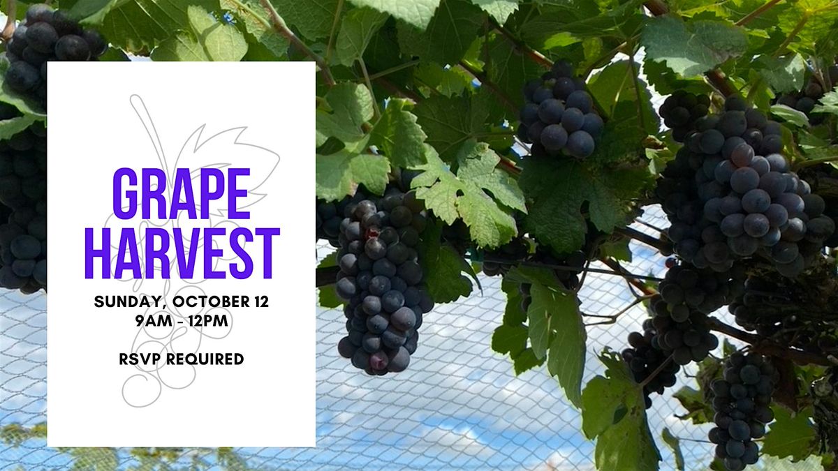 Open Harvest - Grape Picking, 12 October | Event in Furlong | AllEvents