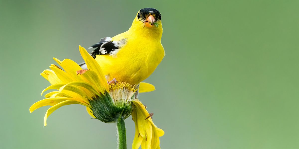 Birds of a Feather, 31 August | Event in East Aurora | AllEvents