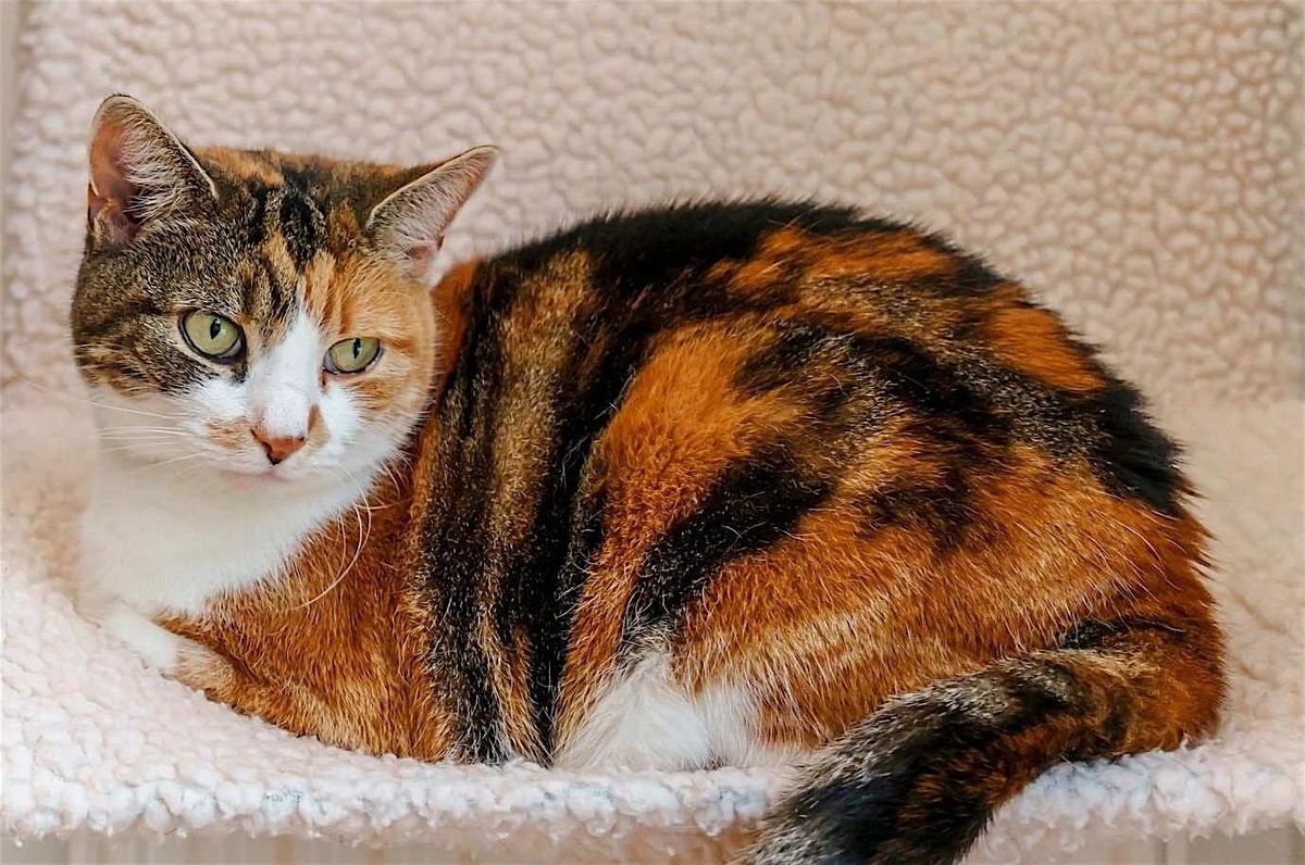 Cat Rehoming Day, 31 May | Event in Warwick | AllEvents