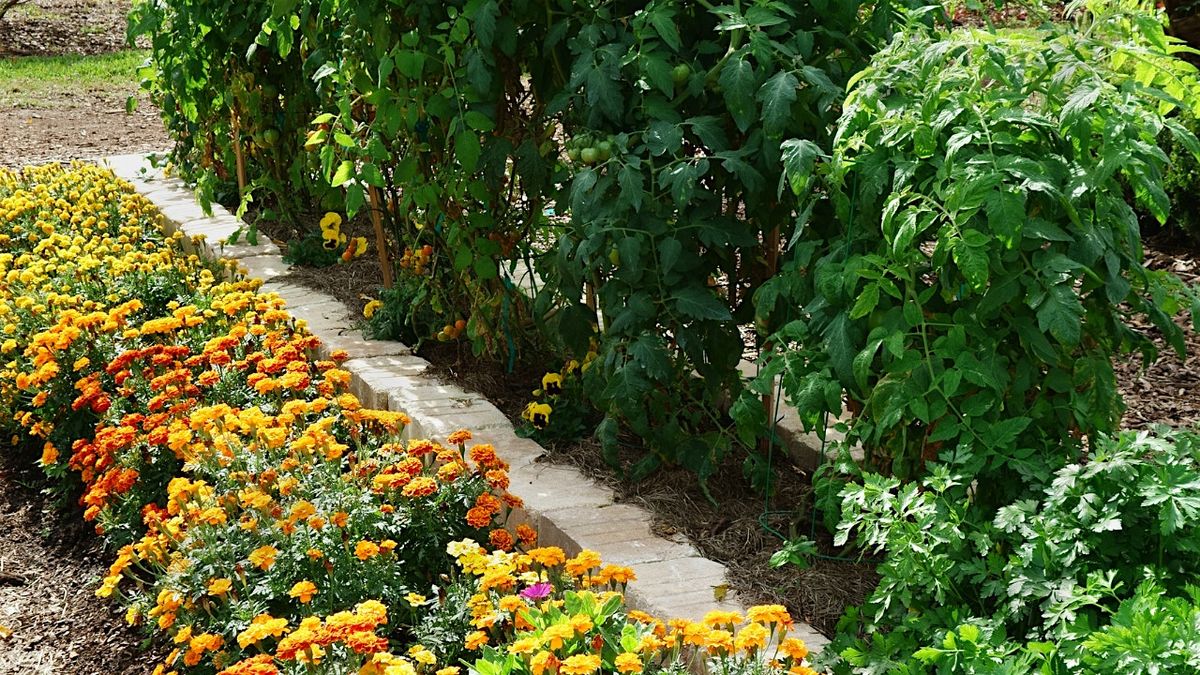 Companion Planting with Luci Imbach of Island Harvest, 10 May | Event in Nantucket | AllEvents