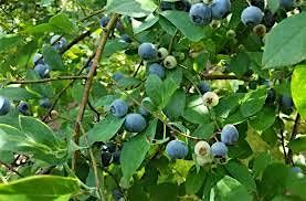 Growing Small Fruits - Advance NC, 11 September | Event in Advance | AllEvents