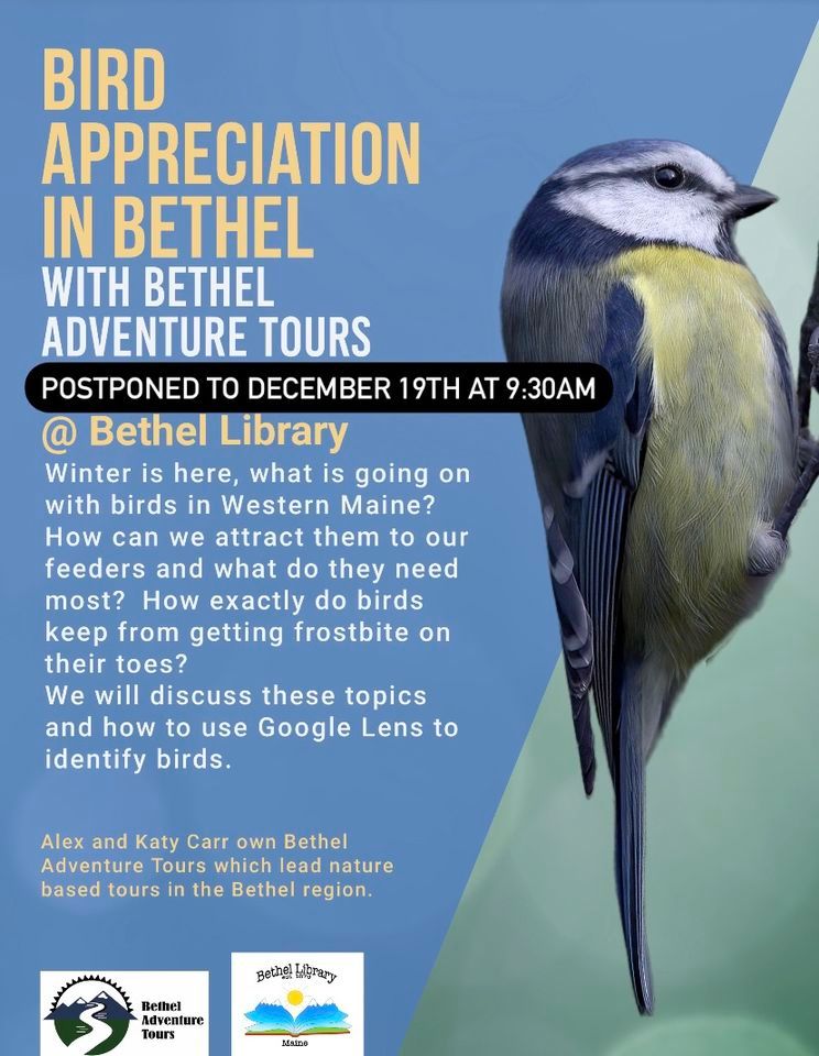 Bird Appreciation in Bethel with Bethel Adventure Tours, 6 Broad Street