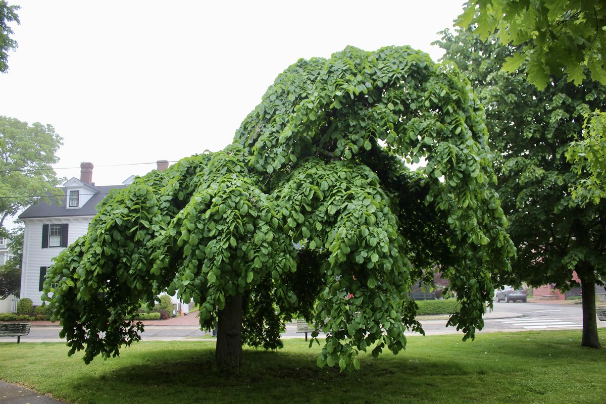 Free Tree Walk: Storer Park & Point Neighborhood, 17 July | Event in Newport | AllEvents