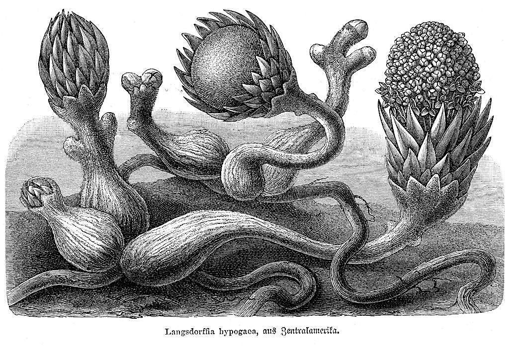 Grounded: an art & ecology reading from Variable West, 28 August | Event in Portland | AllEvents
