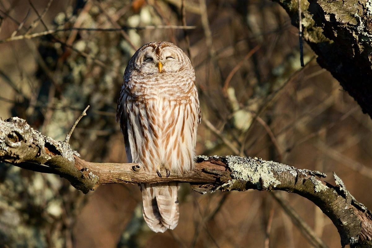 Owl-o-ween!, 18 October | Event in Bloomington | AllEvents