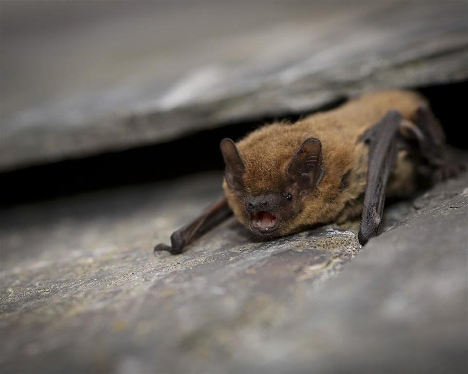 Wild in the Meadows - Bats | Event in Cambridge | AllEvents