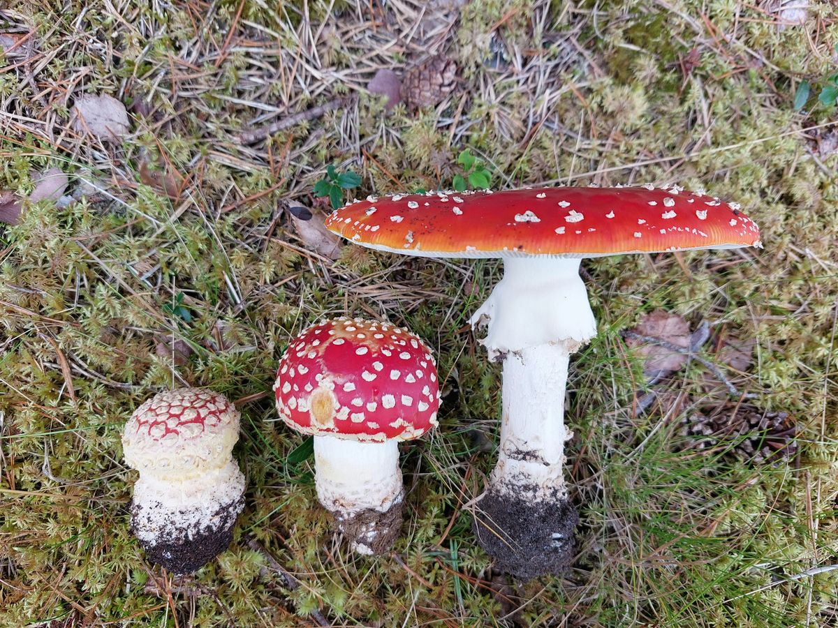 Wild Fungi Identification Foray, 25 October | Event in Ramsbottom | AllEvents