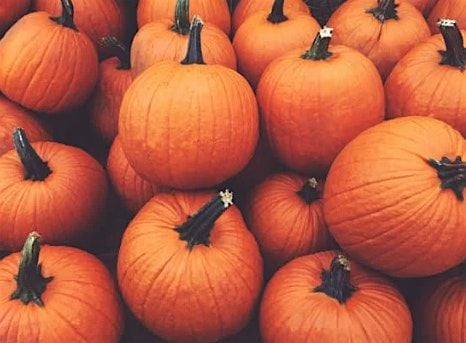 Pumpkin Patch Pals- Tiny Tots (Ages 3-5 years old), $4 per child, 15 October | Event in Oakdale | AllEvents