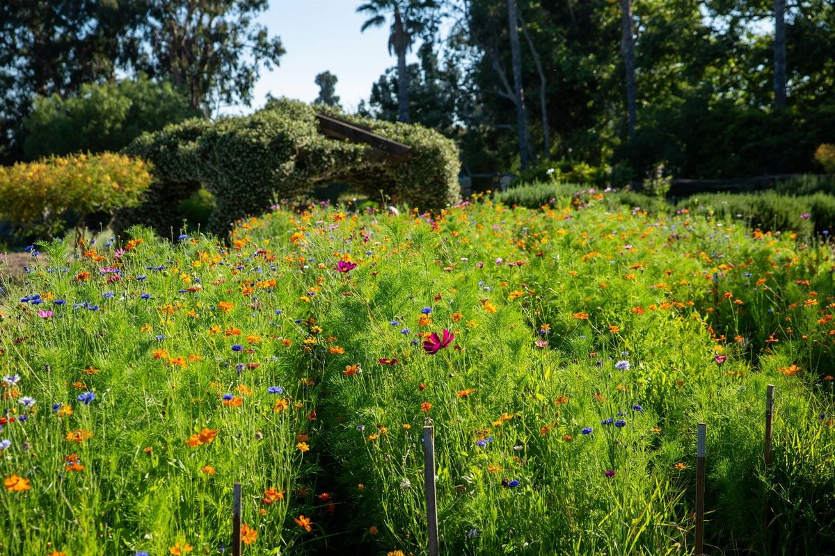 Pressed Flower Workshop, 17 August | Event in Moorpark | AllEvents