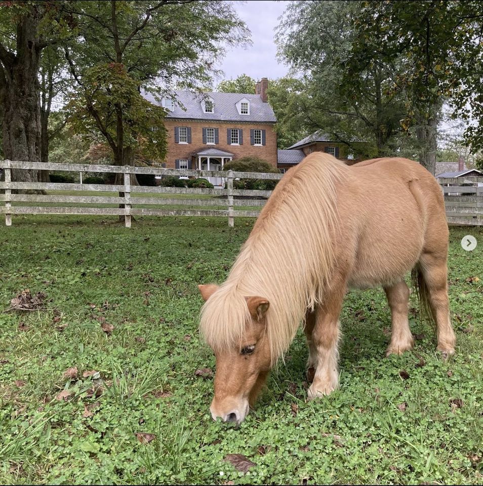Burleigh Manor & Animal Sanctuary, Burleigh Manor Animal Sanctuary and