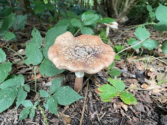 Let's talk about fungi: walk and talk (Tunbridge Wells Common), 21 October | Event in Royal Tunbridge Wells