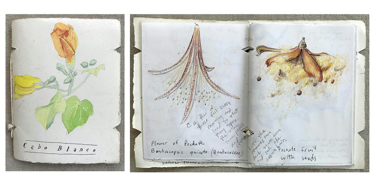 Nature Journaling: Data, Drawing, Discovery, 19 July | Event in Boston | AllEvents