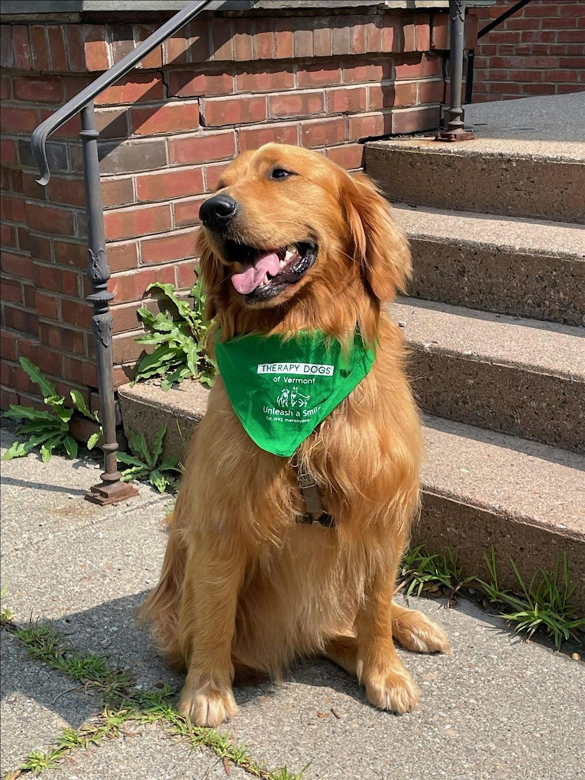 Read to Chewie, 23 December | Event in Essex | AllEvents