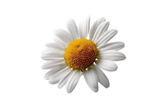 Daisies Only: Money Explorer Badge Day, 11 October | Event in Lock Haven | AllEvents