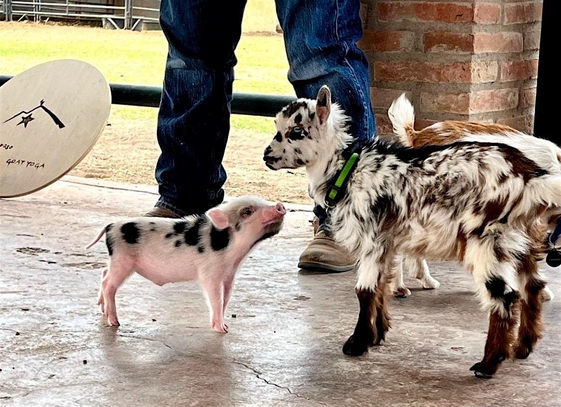 El Paso Goat Yoga @ Rancho Los Rivas, 3 May | Event in Santa Teresa | AllEvents