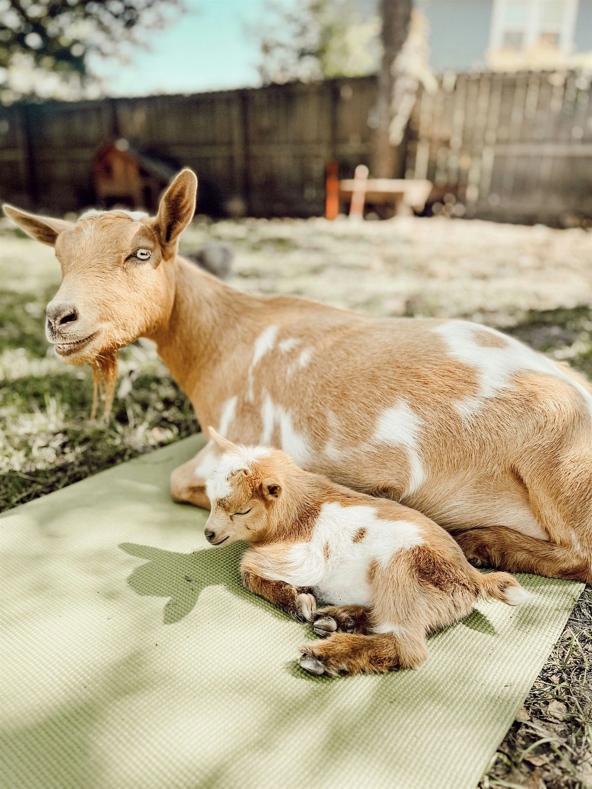 Toddler Goat Yoga, 8 June | Event in Summerville | AllEvents