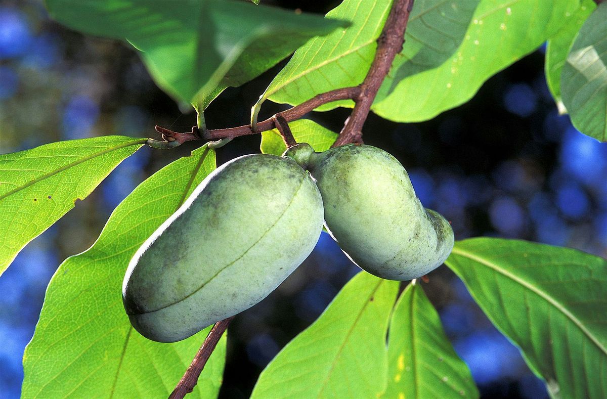 Pawpaw Planting Party, 30 May | Event in New Castle | AllEvents