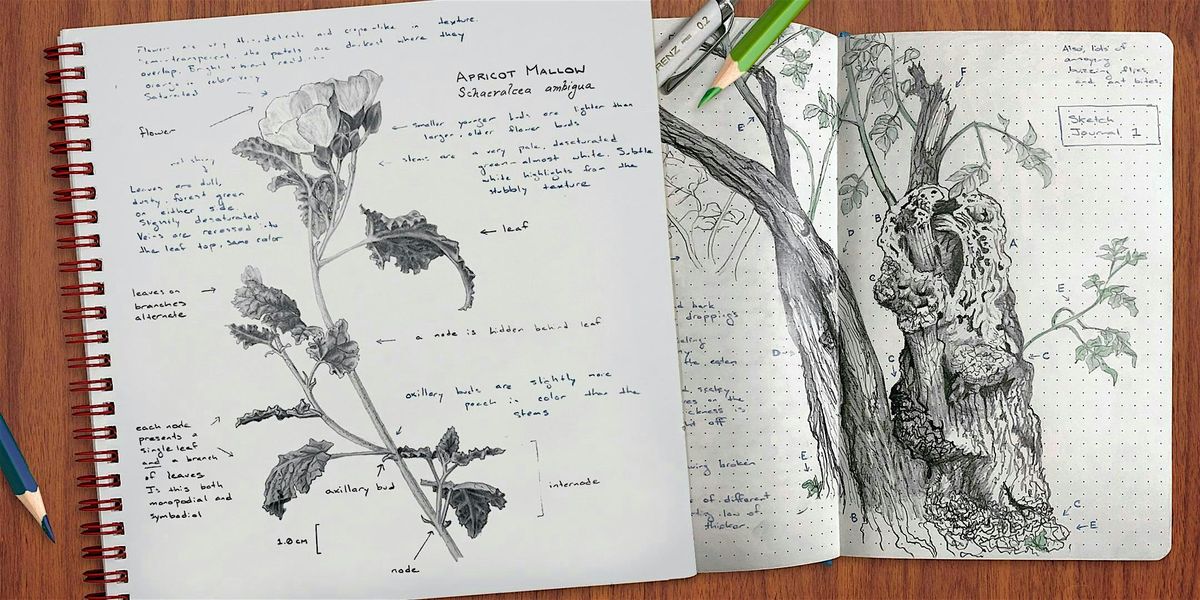 Nature Journaling: Sketching Manzanitas, Beauty in Branches, 29 August | Event in Sun Valley | AllEvents
