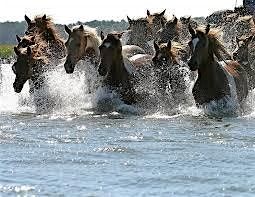 Chincoteague Island 100th Anniversary Pony Swim, 27 July | Event in Chincoteague | AllEvents