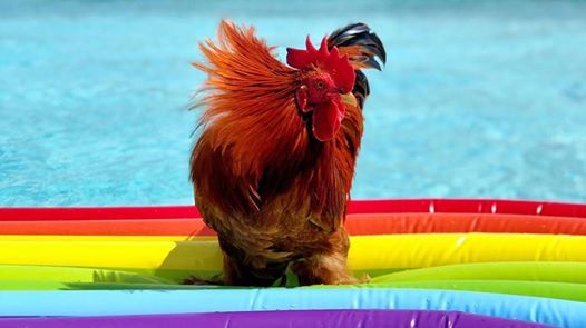 Backyard Chicken Care Workshop At Fairfax County Animal Shelter