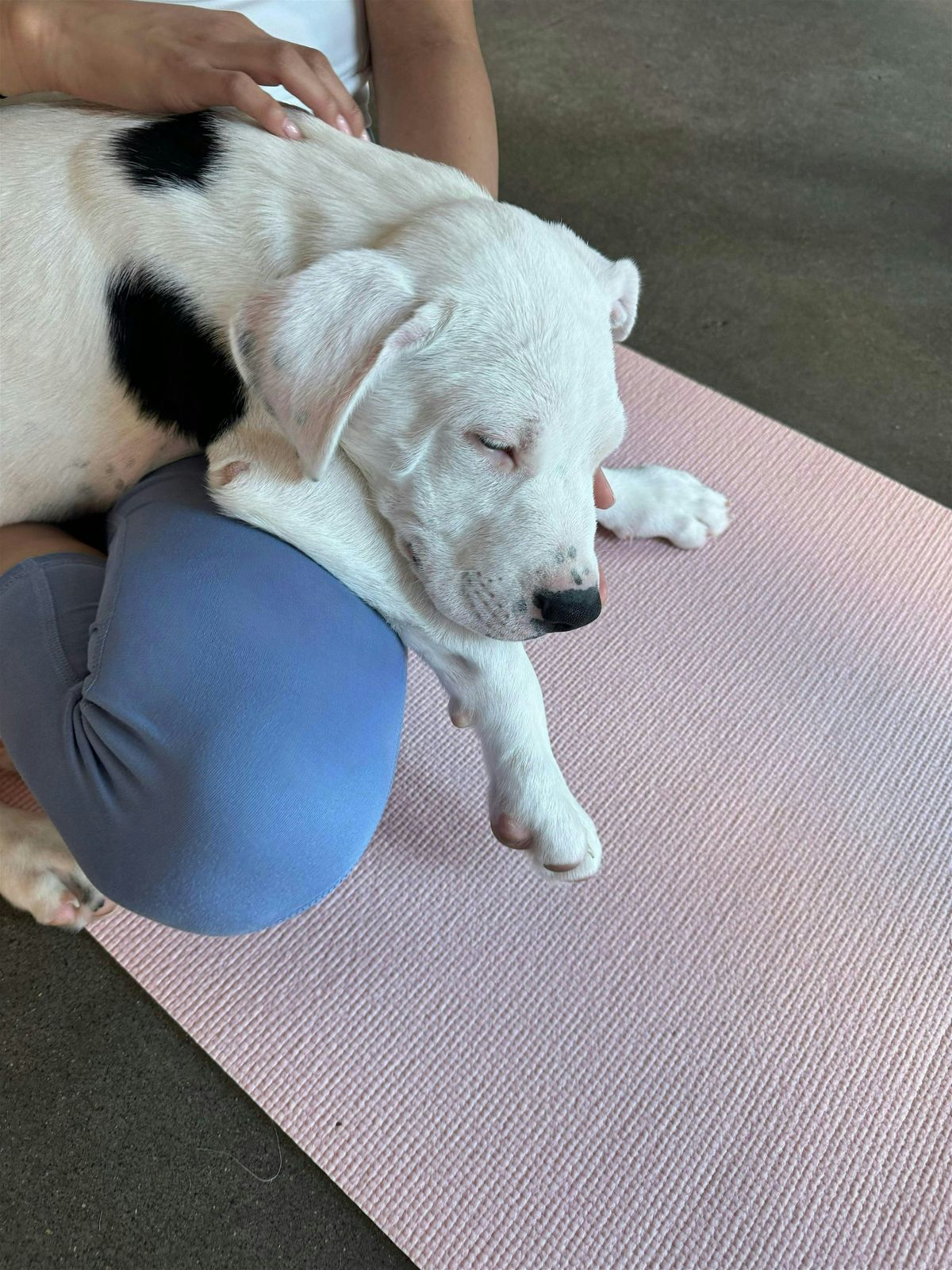 Rescue Puppy Yoga - Margaret Maddox family YMCA East center | Event in Nashville | AllEvents