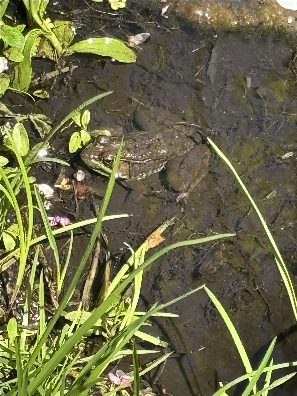 Copy of Copy of Belle Isle Canal Critters Family Adventure Hike | Event in Detroit | AllEvents