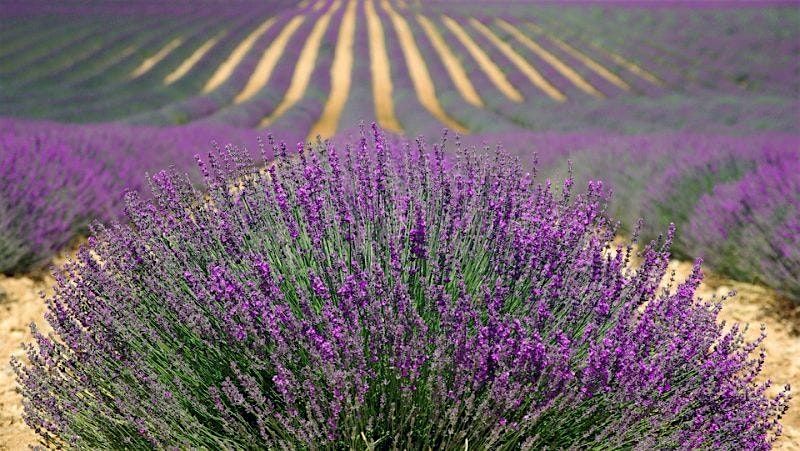 Rooted & Rising: Bloom Where You Are Planted, 13 July | Event in Dickerson | AllEvents