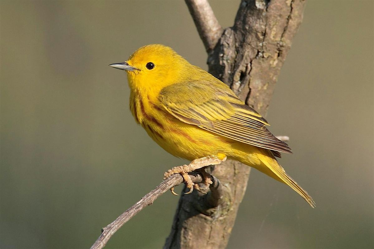 Bird and Breakfast: Adult Program, $4 per adult upon arrival, 20 September | Event in Oakdale | AllEvents