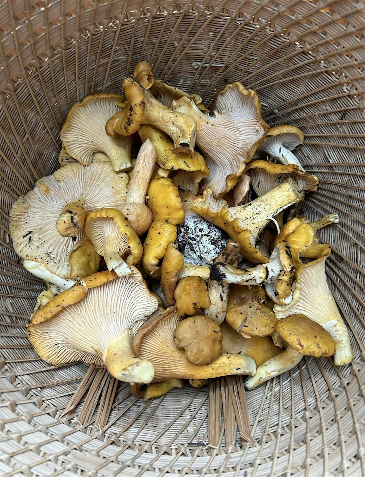 Autumn Community Nature Walk, 18 October | Event in Seattle | AllEvents