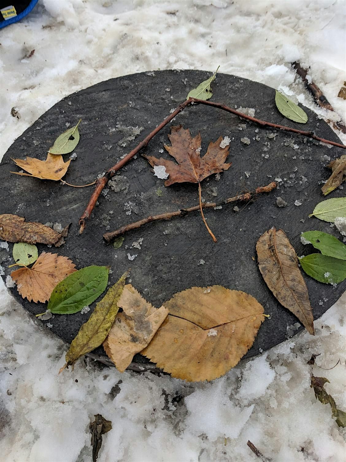 Nature Connection // Connexion Nature, 25 January | Event in Toronto | AllEvents