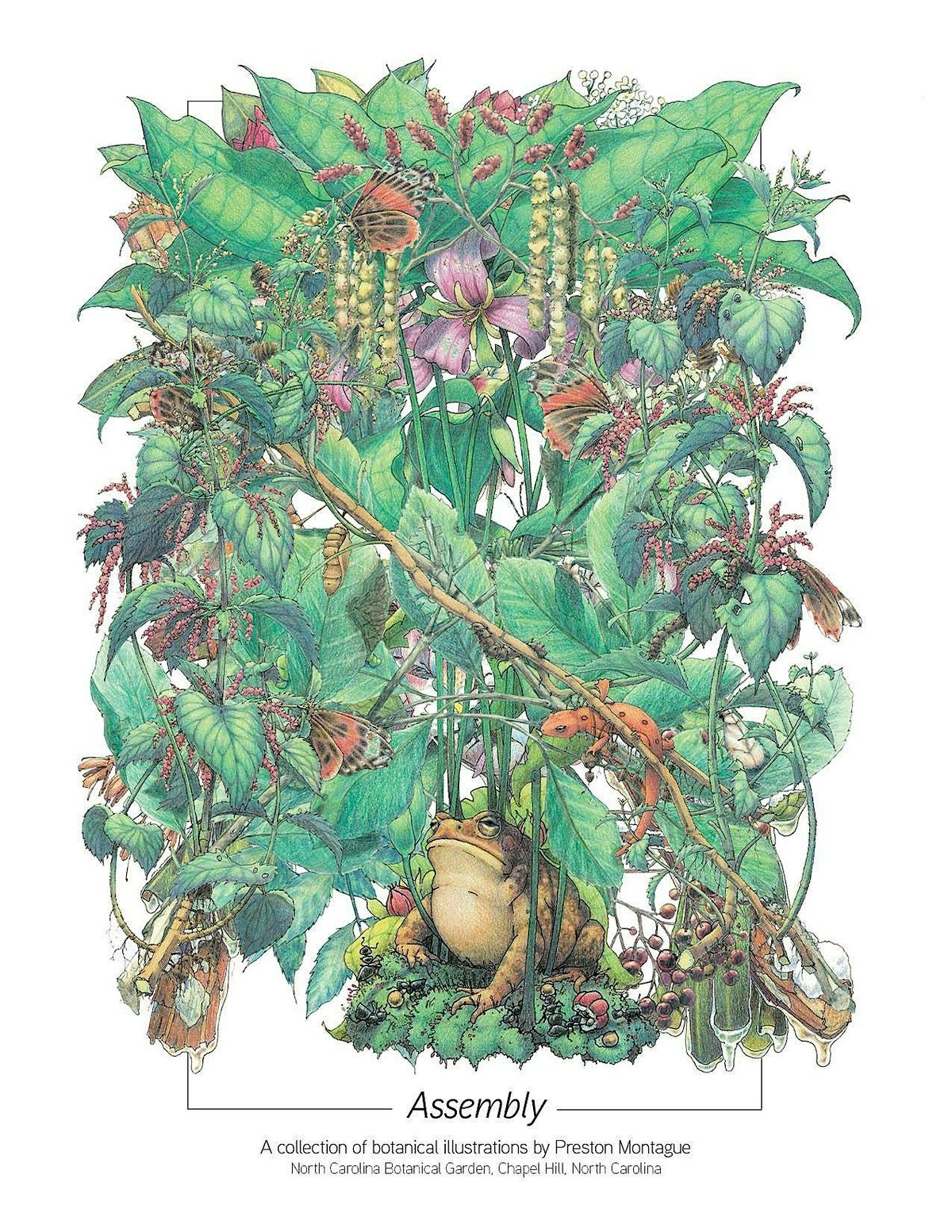 The Nature of Drawing + Flora of the Southeastern United States, 6 September | Event in Raleigh | AllEvents