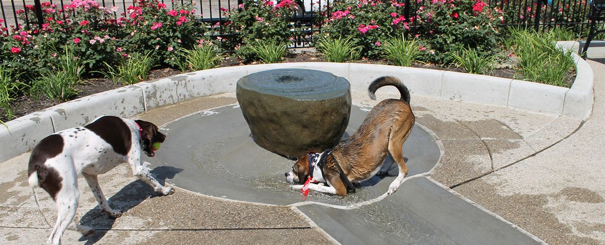 Dogpark with Cardinal Bloom (18+), 16 November | Event in San Diego | AllEvents