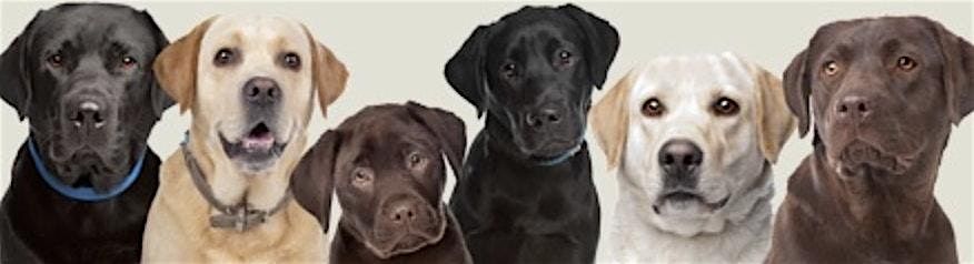 Charity Event Benefiting Labrador Retriever Rescue of Fresno, 25 July | Event in Fresno | AllEvents