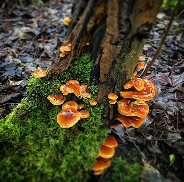 Samhain Foraging Hill Walk, 1 November | Event in Edinburgh | AllEvents