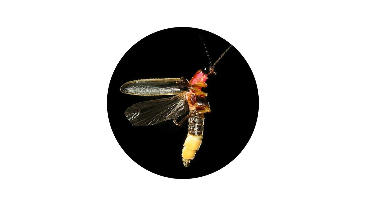 Firefly Walk, 26 June | Event in Boyce | AllEvents