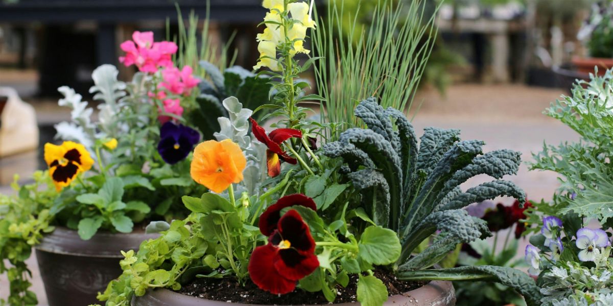 Winter Annual Container Workshop, 1 November | Event in Aiken | AllEvents