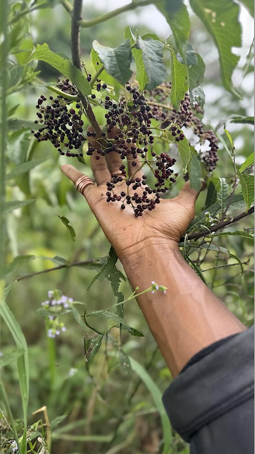 Elderberry Harvest Workshop & Syrup Kit Experience | AllEvents