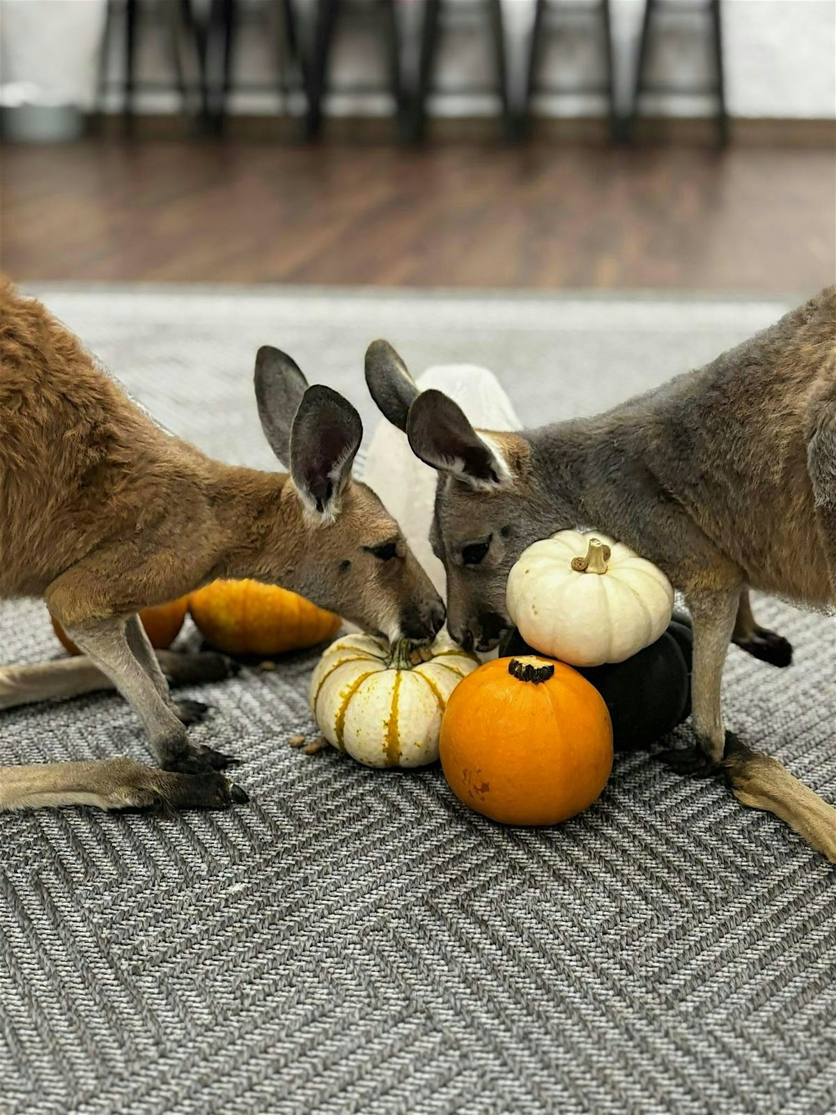KangaBOO at Kangaroo Ranch Studio (indoor), 25 October | Event in Wheat Ridge | AllEvents