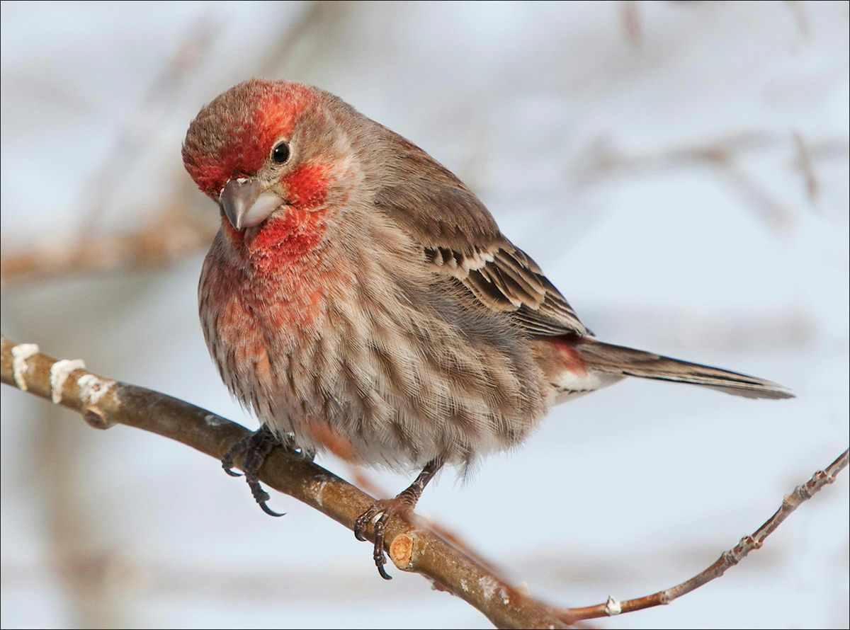 First Saturday Bird Walk, 6 September | Event in Cedar Hill | AllEvents