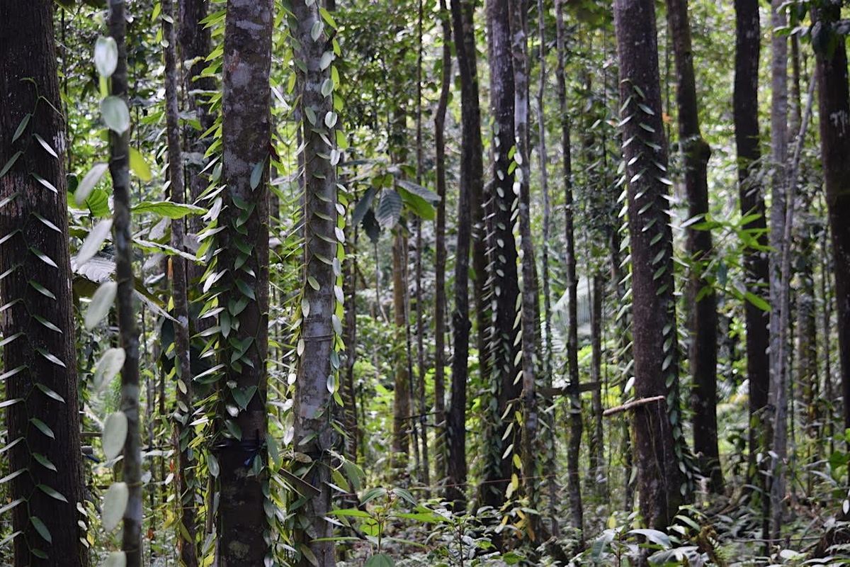 Olfactory Research Notes: Vanilla as a Commodity, with Eric Jennings, 3 November | Event in Los Angeles | AllEvents