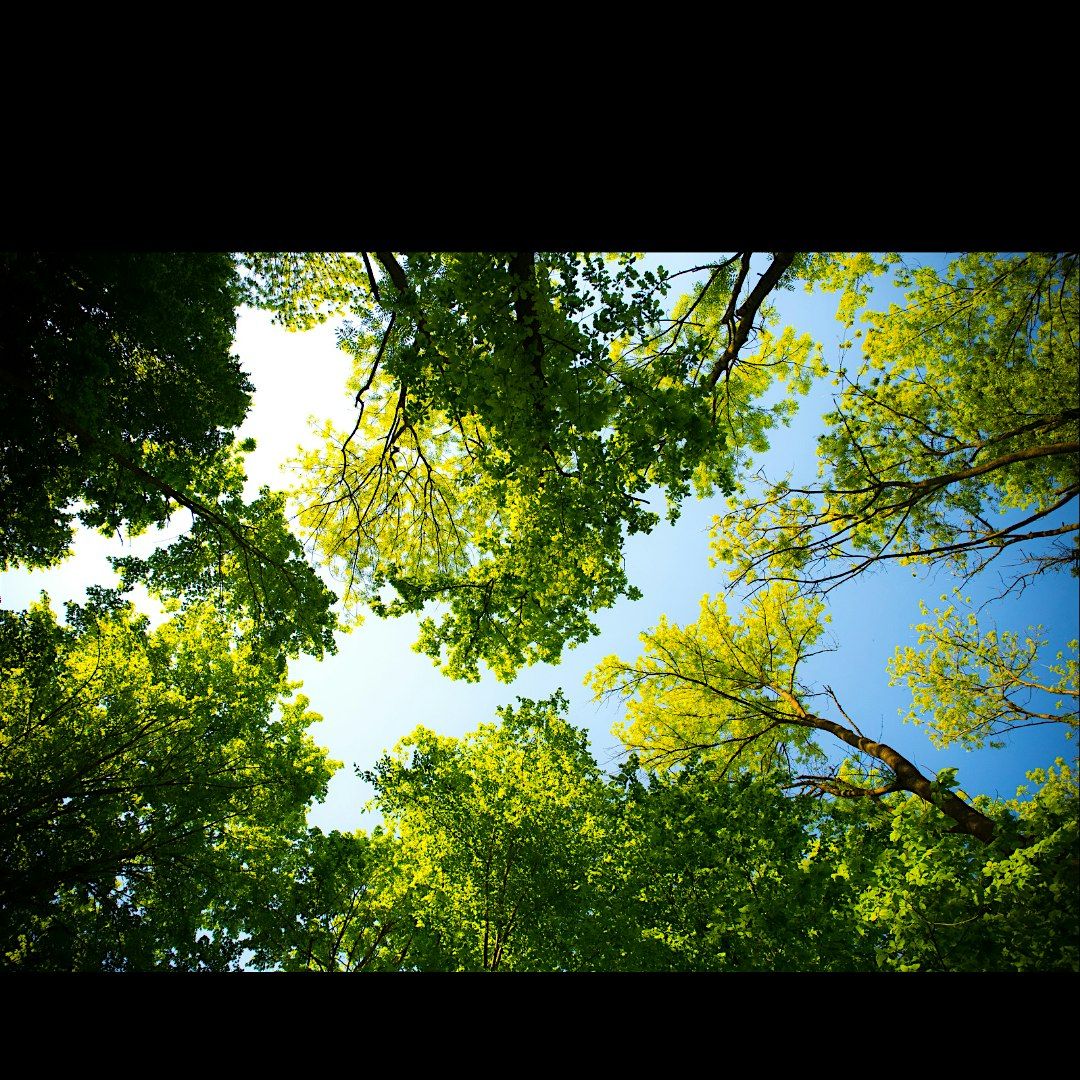 Trees for You and Me-Tiny Tots (3-5 years), $4 cash per child, 4 September | Event in Kings Park | AllEvents