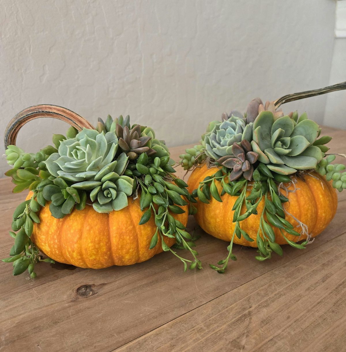 Hands-On Wine and Crafts: Pumpkin Succulent
