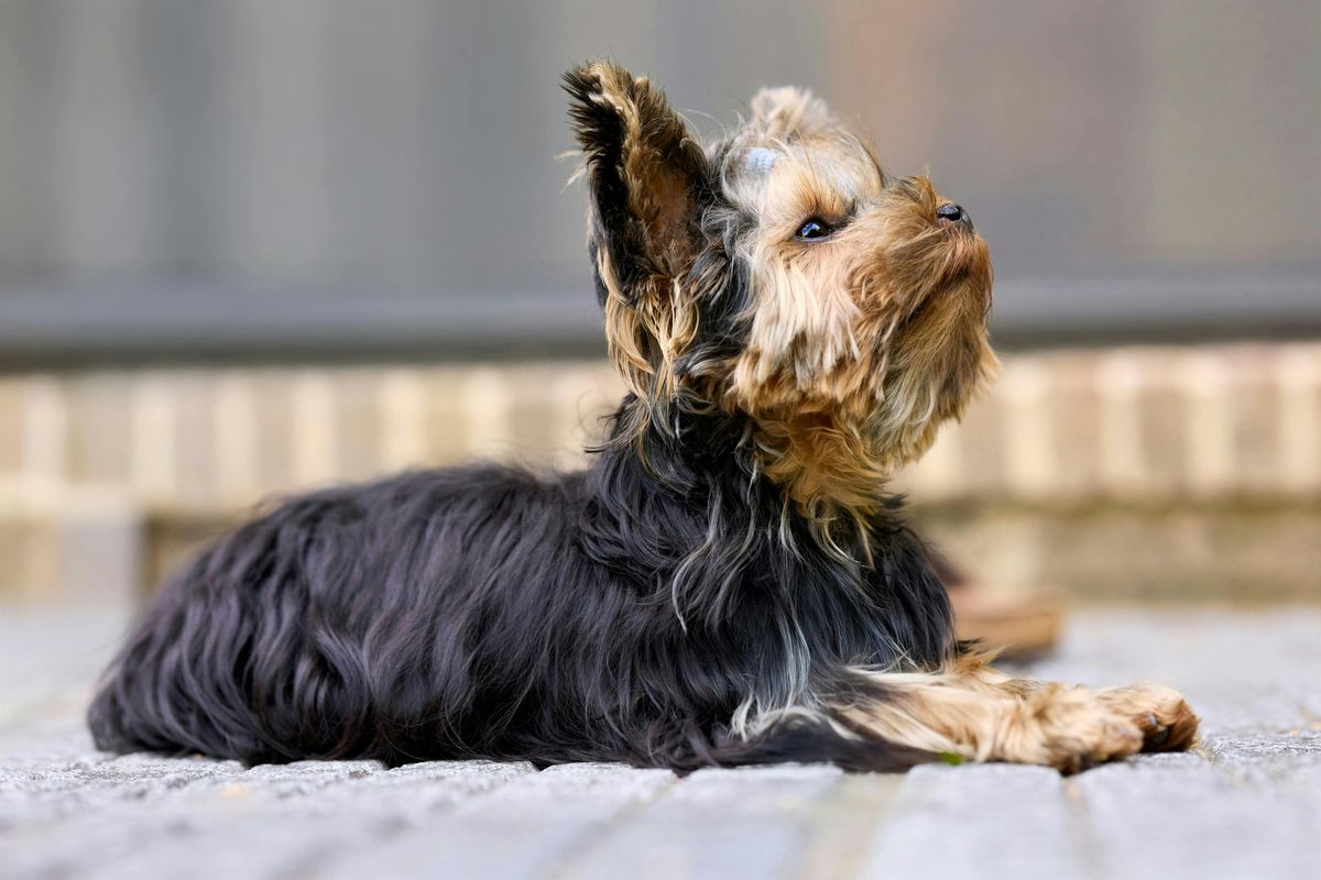 Sip and Paint - Pet Portrait, 24 October | Event in Hurstbridge | AllEvents