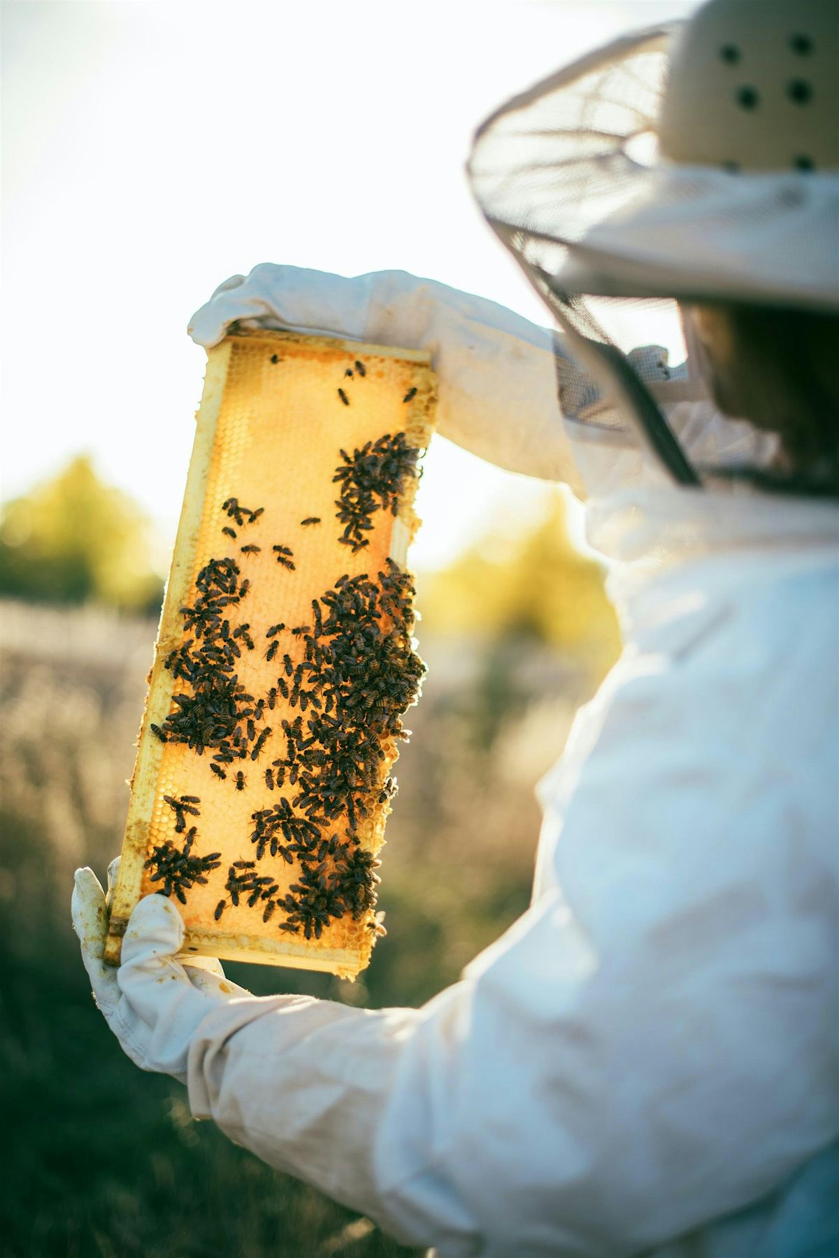 Beginner Beekeeping Class - Hive Dive, 17 August | Event in Salisbury | AllEvents